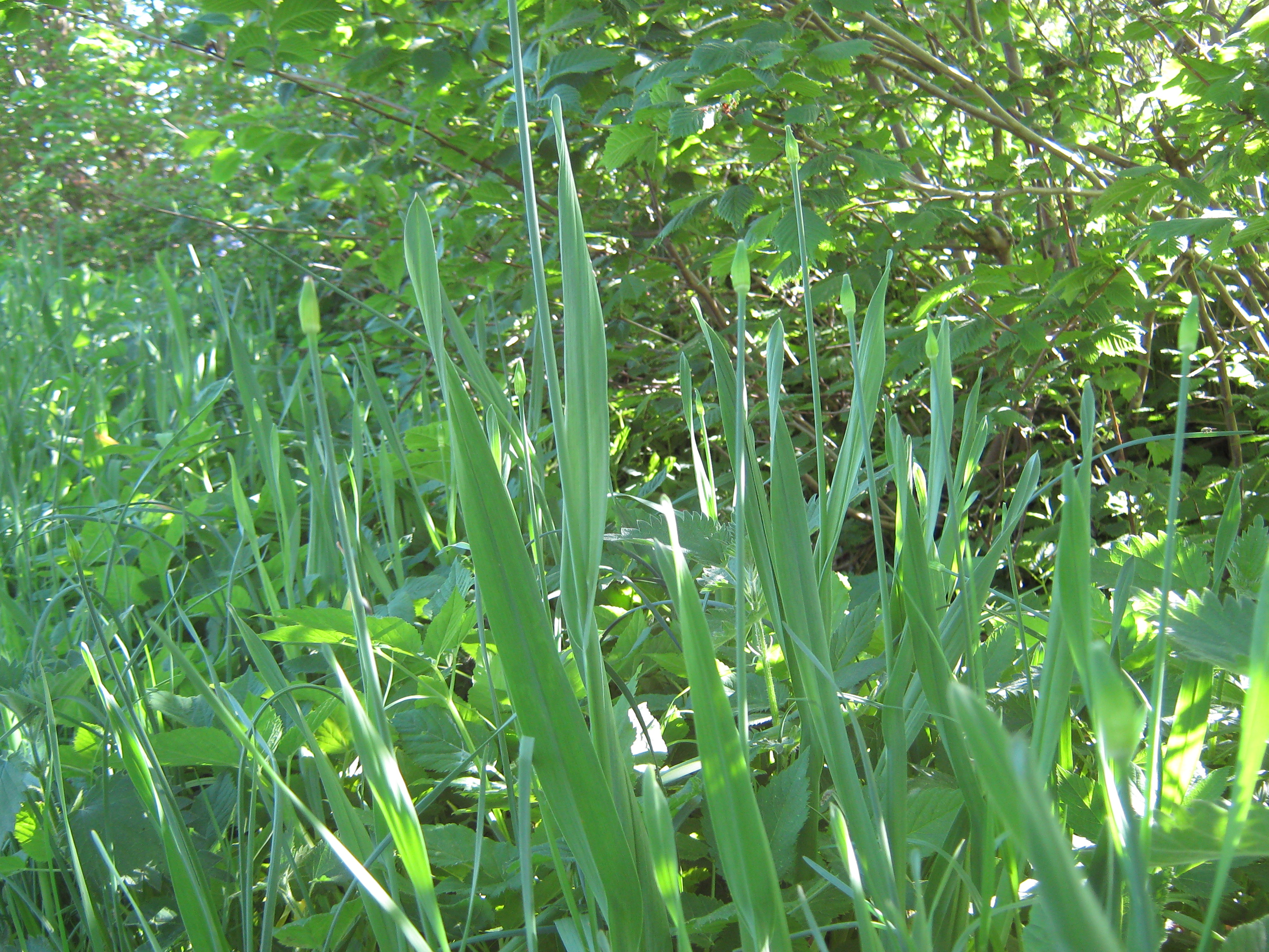 naturen-p-bornholm-bornholm