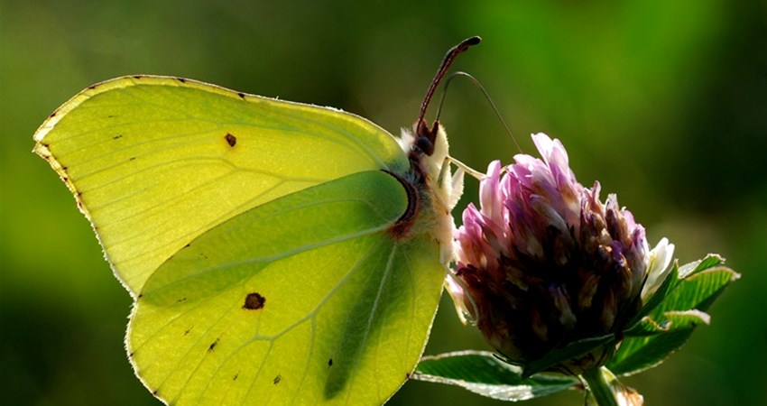 Citronsommerfugl paa kloever.jpg