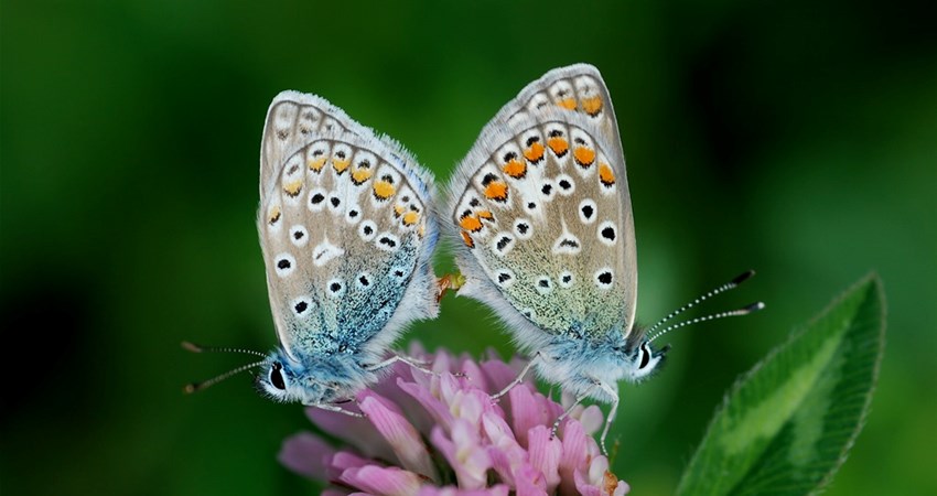 Blaafugle i parring paa kloever.jpg