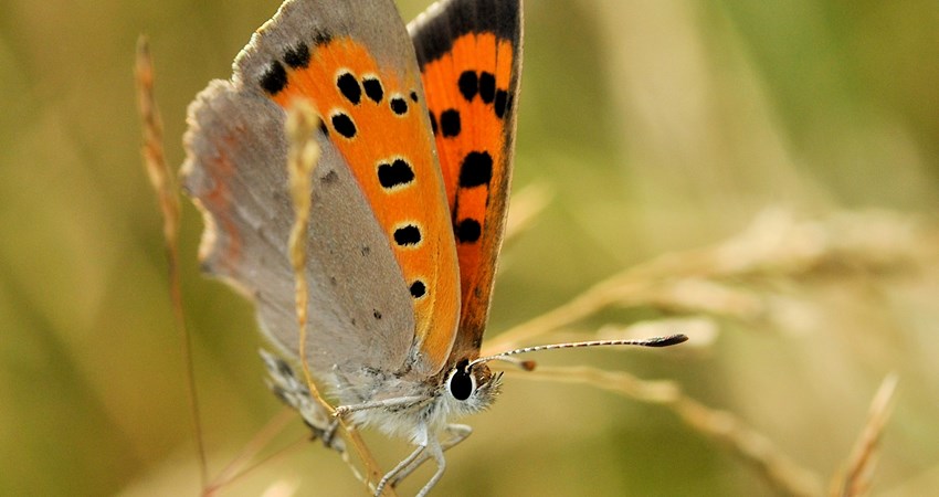 Lille ildfugl i graes.jpg