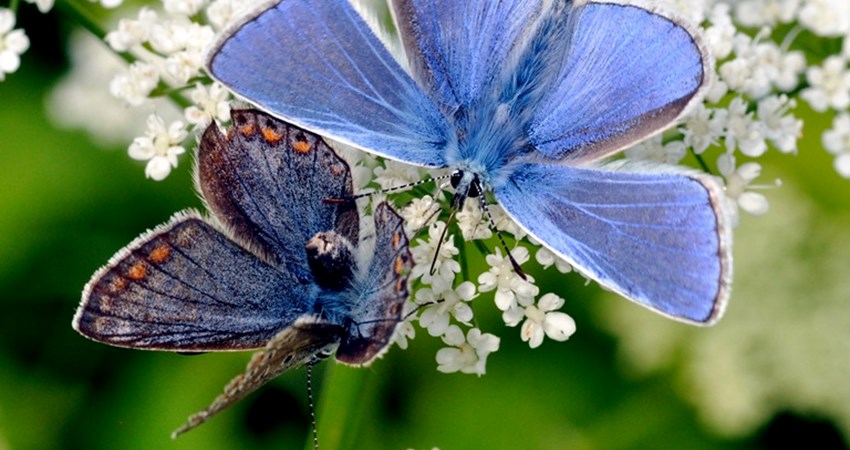 Blaafugle kurmageri i skvalderkaal.jpg