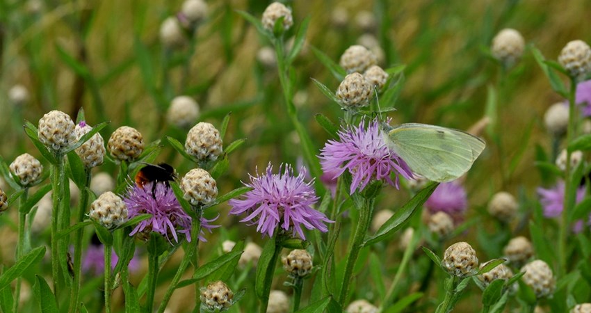 Stor kaalsommerfugl og stenhumle i almindelig knopurt.jpg