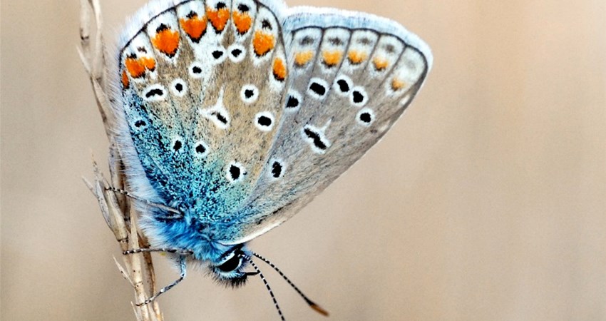 Almindelig blaafugl i hvile paa graes.jpg