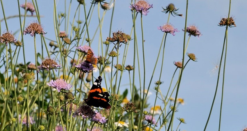 Skabiose med admiral og andre sommerfugle.jpg