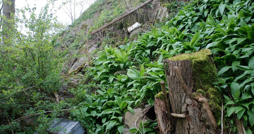 thumbnail_aAffaldsdeponiA i Kjeldseåen 260416 (46).jpg