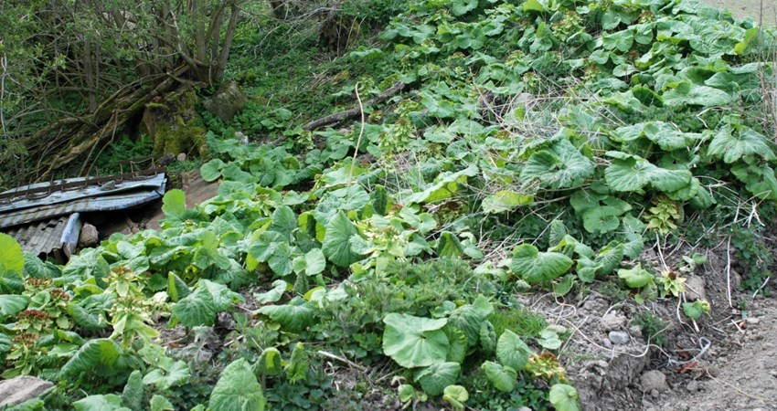 thumbnail_abAffaldsdeponiB i Kjeldseåen 260416 (125).jpg