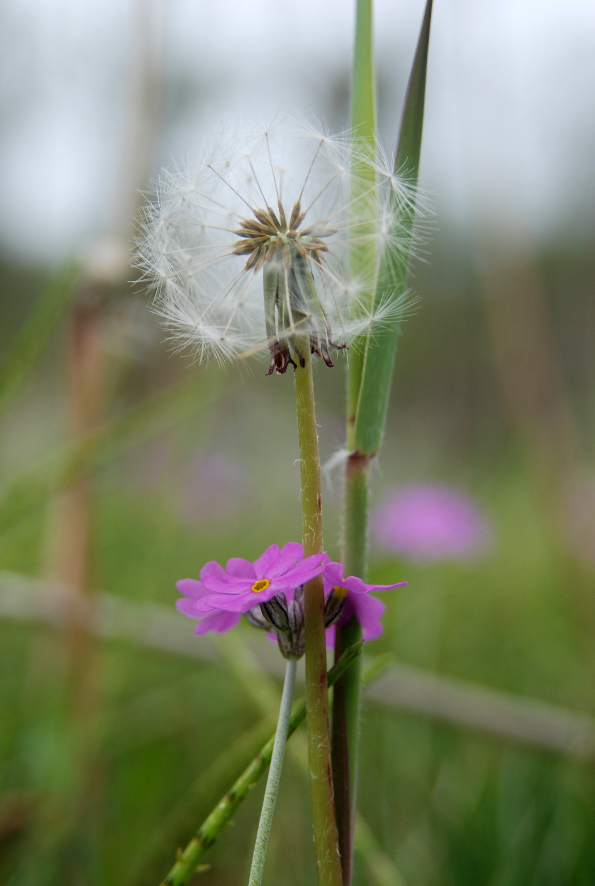 Revision af Natura 2000 områder