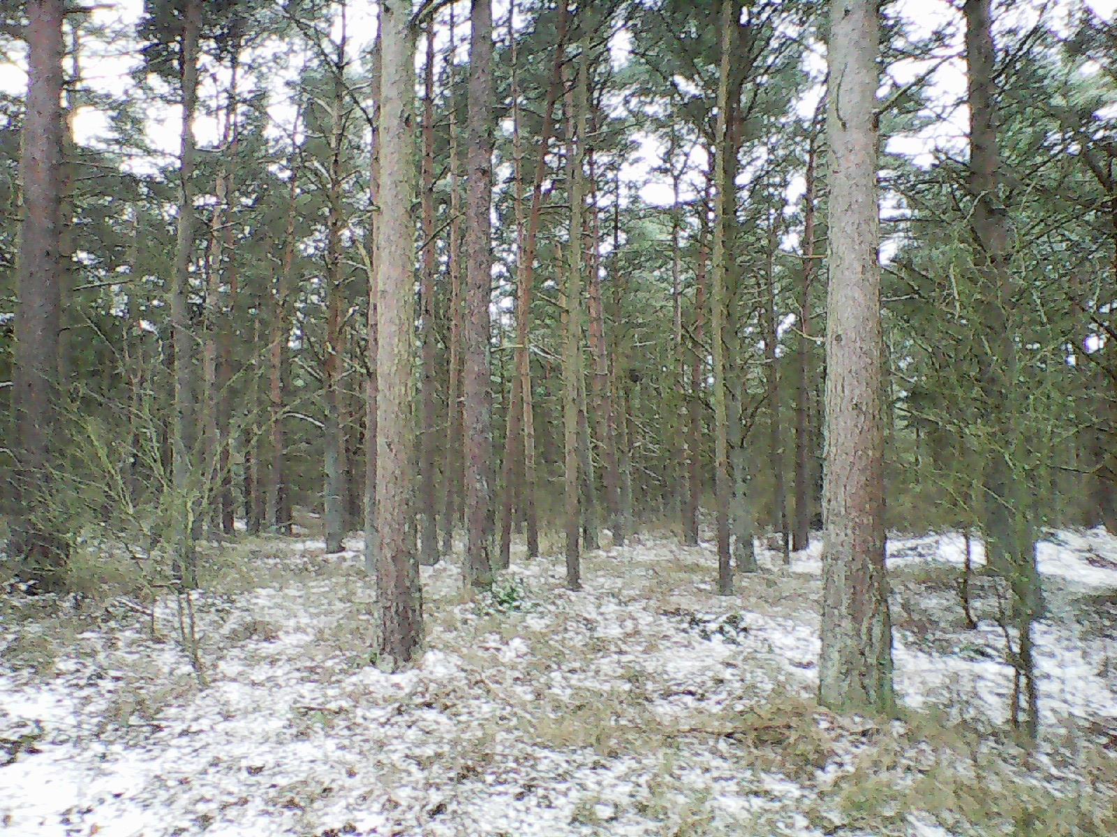 Skovdrift Dueoddefredningen