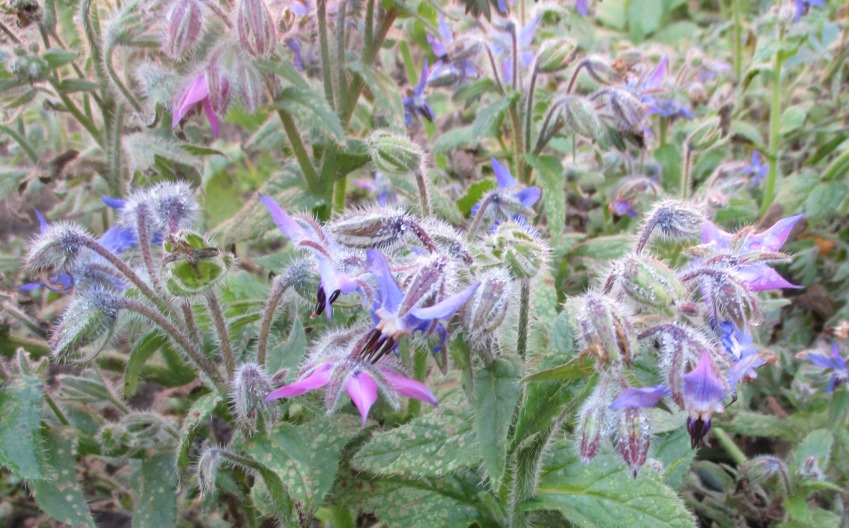 Hvordan gik det så med blomsterstriberne?