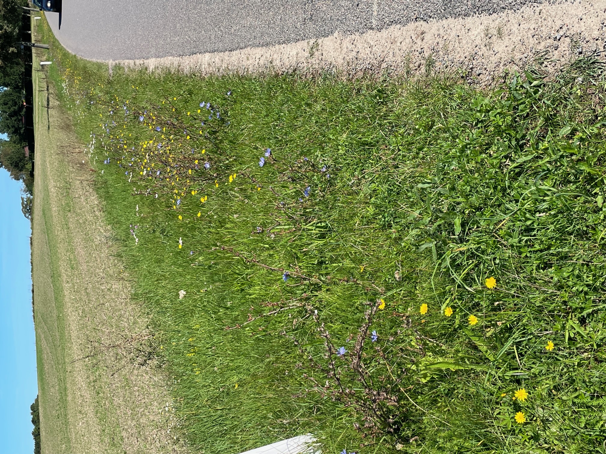Vær med til at registrere natur på Bornholm 2022